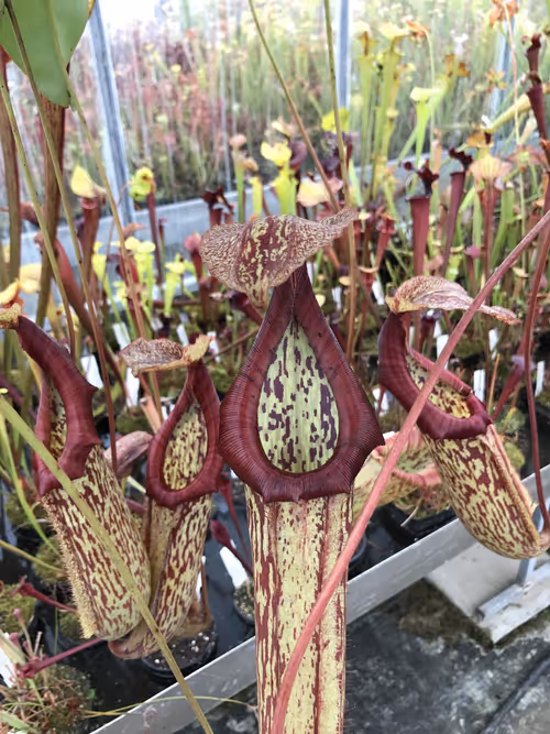 44. Growing nearby was this particularly stunning Nepenthes maxima