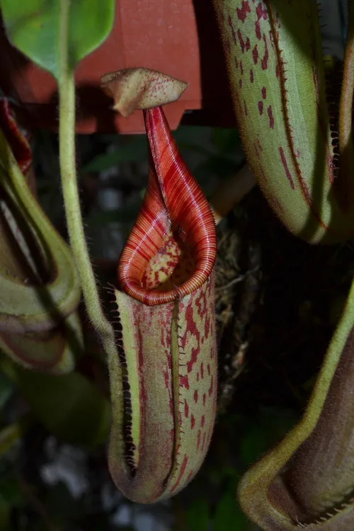 44. Interesting variation in colour of N. hurrelliana × veitchii peristomes.