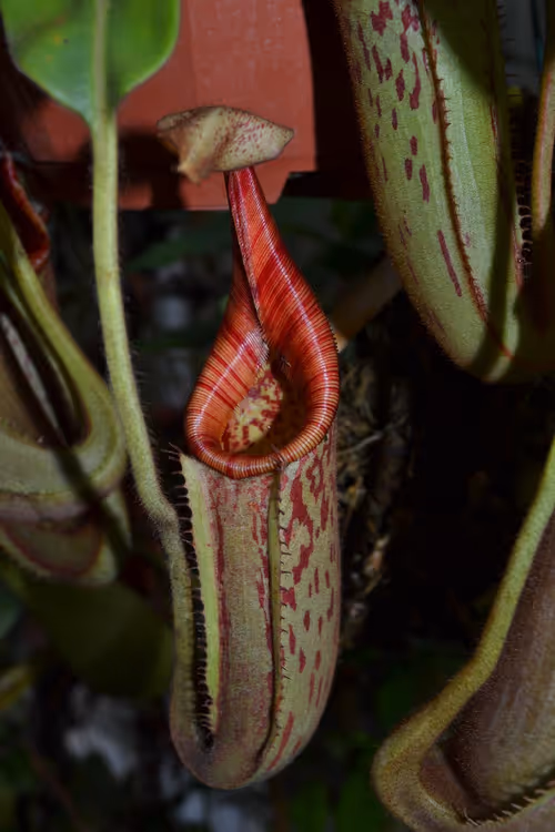 44. Interesting variation in colour of N. hurrelliana × veitchii peristomes