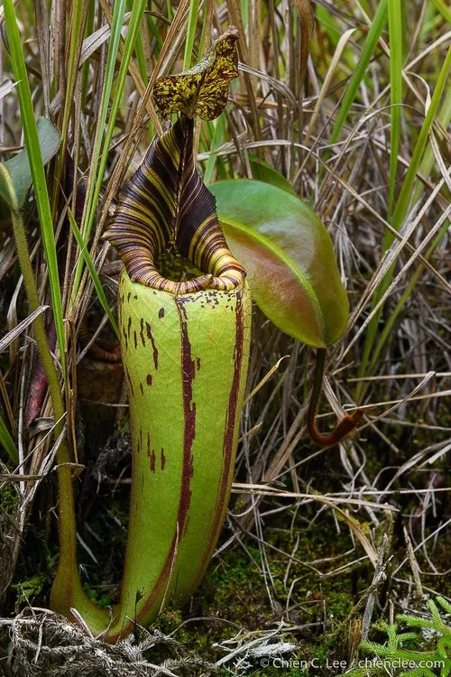 44. N. mollis (N. sp. Bagong), by Chien Lee