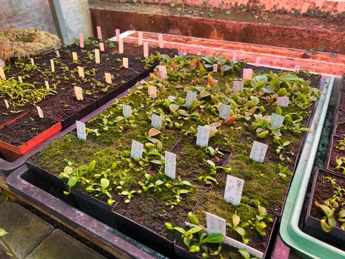44. Under the benches, some very exciting hybrids growing up: N. platychila x trusmadiensis, N. veitchii x boschiana, and more