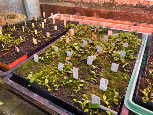 44. Under the benches, some very exciting hybrids growing up: N. platychila x trusmadiensis, N. veitchii x boschiana, and more
