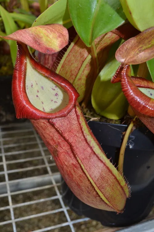 45. Nepenthes adrianii lower pitcher