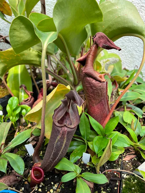 45. Nepenthes nebularum (supposedly...)