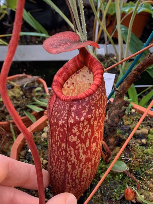 45. Nepenthes peltata. I should have got a photo of the tendril insertion and dark red underside of the leaves, but could easily have spent all day in Christian's greenhouse