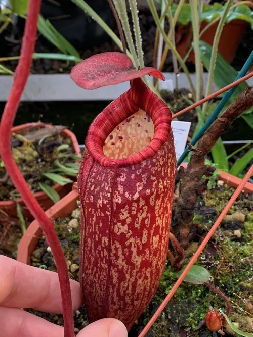 45. Nepenthes peltata. I should have got a photo of the tendril insertion and dark red underside of the leaves, but could easily have spent all day in Christian's greenhouse