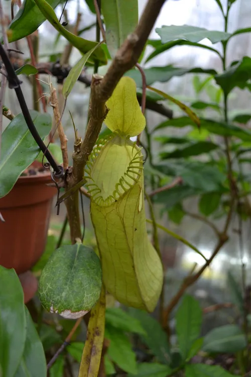 45. The unmistakable upper pitchers of Nepenthes hamata. This was the first time I'd seen uppers of this species in-person - they're extremely light and thin, and almost papery in texture.