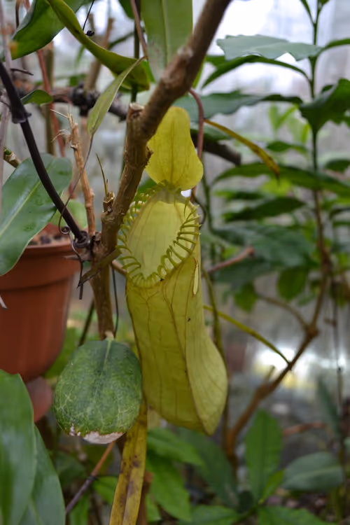 45. The unmistakable upper pitchers of Nepenthes hamata. This was the first time I'd seen uppers of this species in-person - they're extremely light and thin, and almost papery in texture