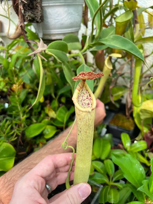 46. An upper pitcher on a very light form of N. boschiana.