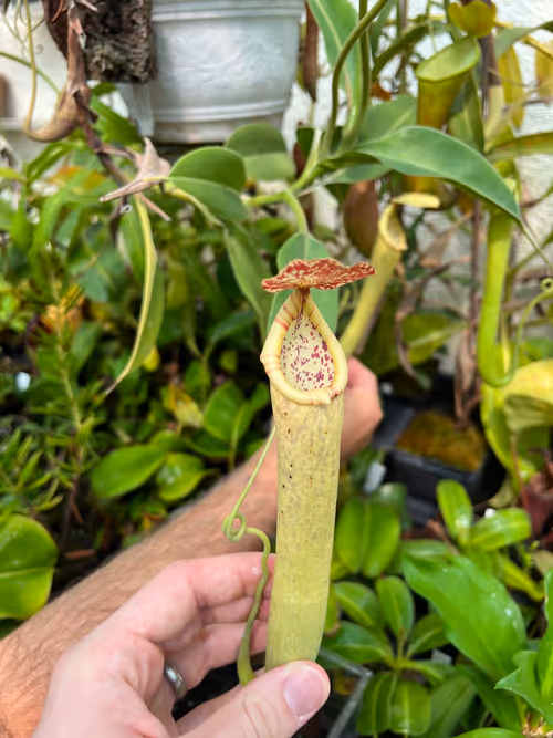 46. An upper pitcher on a very light form of N. boschiana
