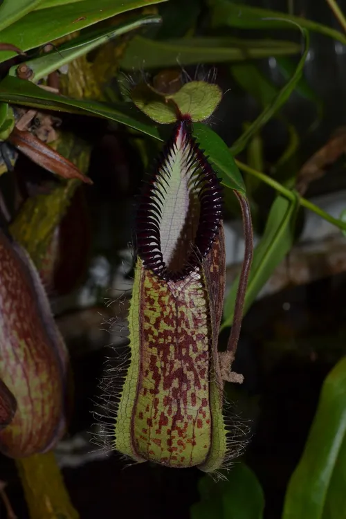 46. Fearsome Nepenthes hamata lower pitchers, down in the undergrowth.