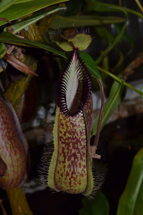 46. Fearsome Nepenthes hamata lower pitchers, down in the undergrowth