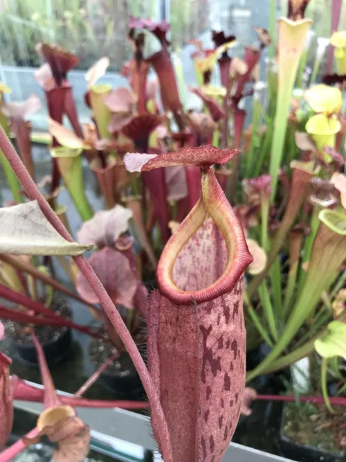 46. N. boschiana x mira. I really liked the red to orange gradation of the peristome on this hybrid.