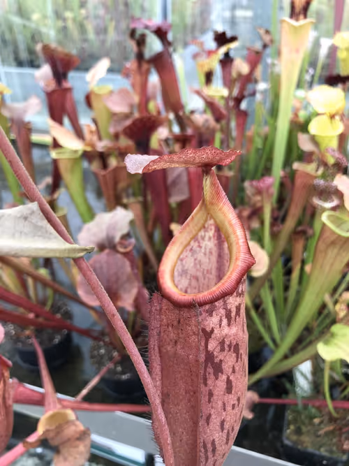 46. N. boschiana x mira. I really liked the red to orange gradation of the peristome on this hybrid
