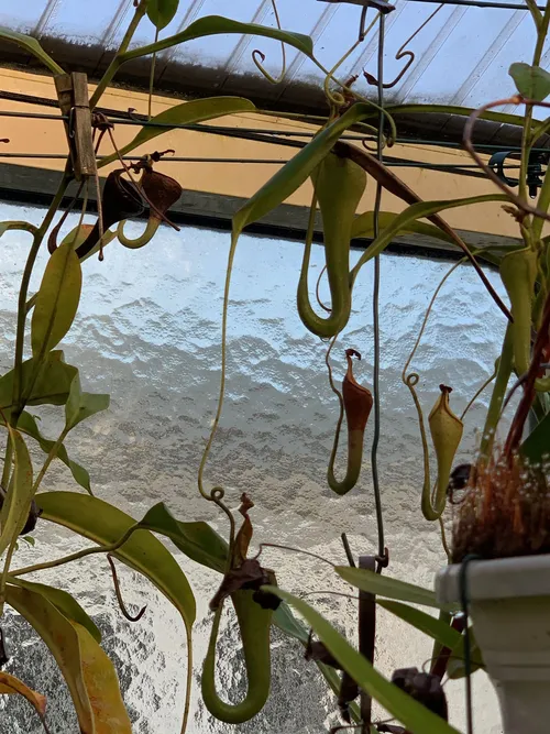 46. Nepenthes eymae, which had recently bloomed