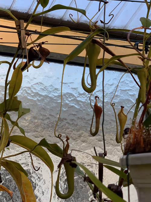 46. Nepenthes eymae, which had recently bloomed