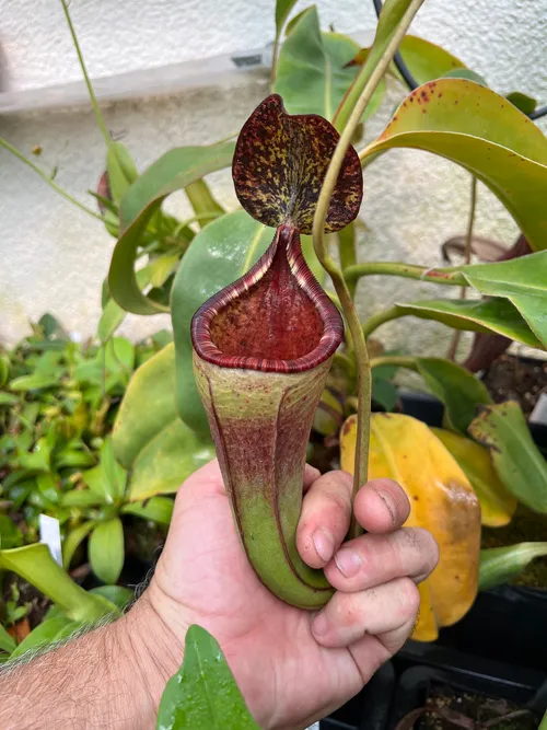 47. A fantastic hybrid, Nepenthes burbidgeae x lowii.