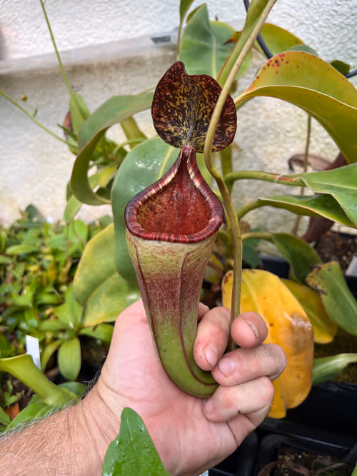 47. A fantastic hybrid, Nepenthes burbidgeae x lowii