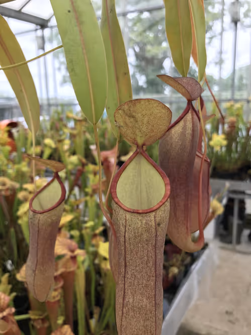 47. An unusually coloured form of Nepenthes sanguinea