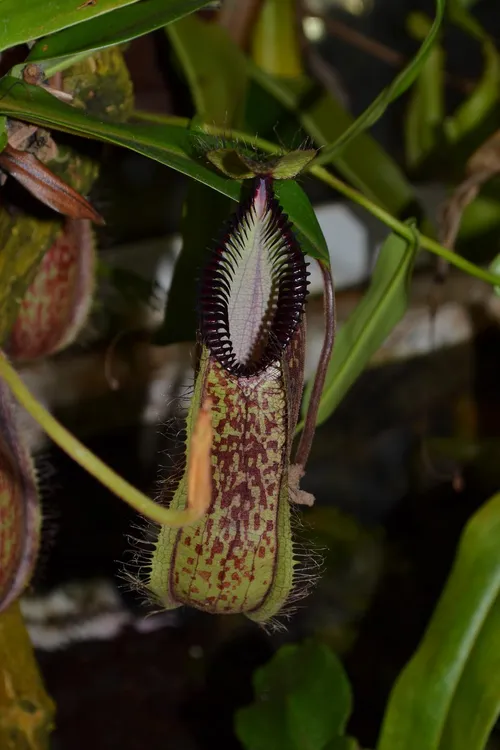 47. N. hamata seems a prolific producer of pitchers - there were loads at the base of this plant.