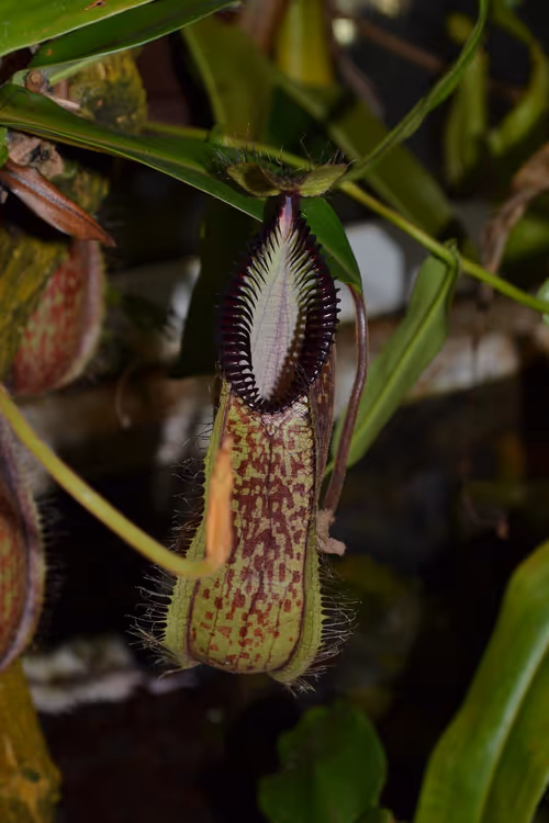 47. N. hamata seems a prolific producer of pitchers - there were loads at the base of this plant