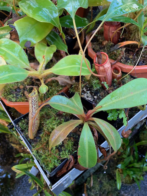 47. This is the plant Christian calls Nepenthes spec. Murud, and which has been the subject of much debate lately