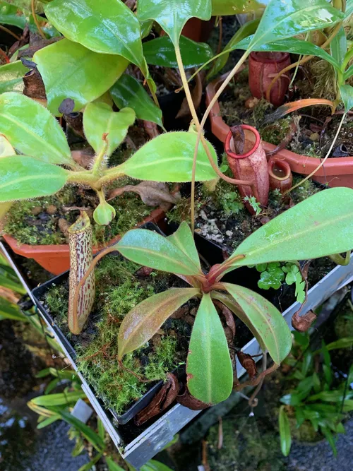 47. This is the plant Christian calls Nepenthes spec. Murud, and which has been the subject of much debate lately