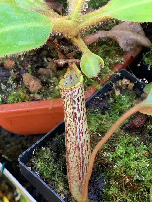 48. A close-up of the pitcher on Nepenthes spec. Murud. I can certainly see the N. vogelii in it, but I am no taxonomist