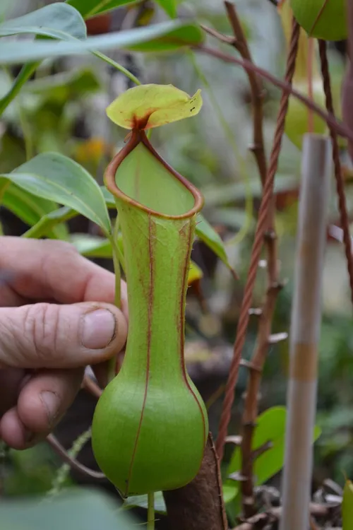 48. I think this was N. gracilis - this plant's upper pitchers had a distinctive bulbous base.