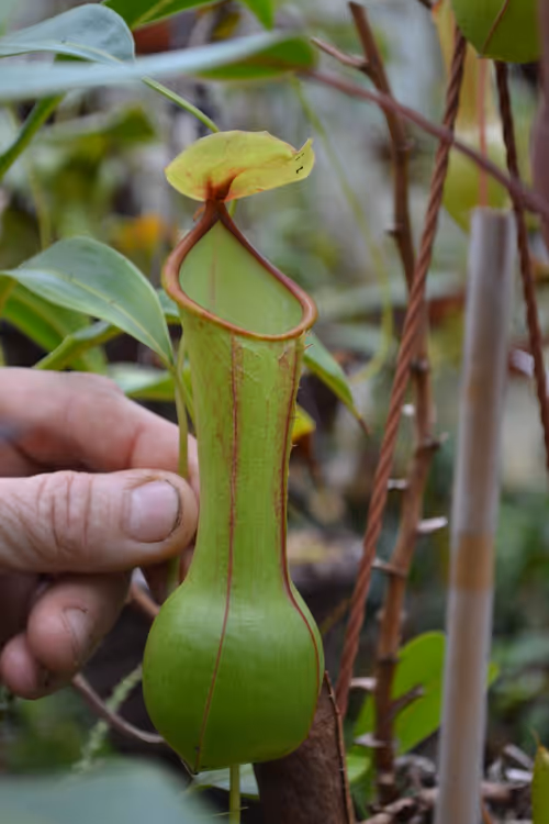 48. I think this was N. gracilis - this plant's upper pitchers had a distinctive bulbous base