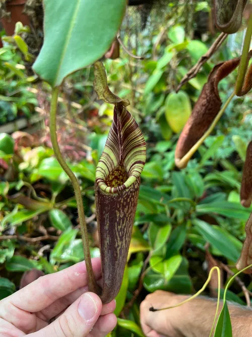 48. Nepenthes mollis, one of my favourites.