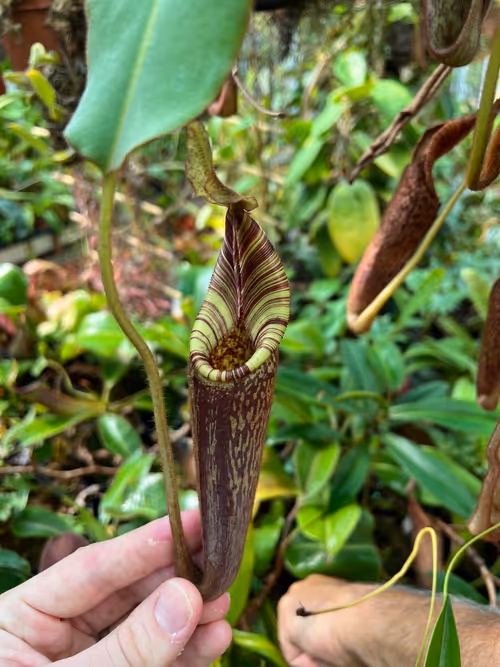 48. Nepenthes mollis, one of my favourites