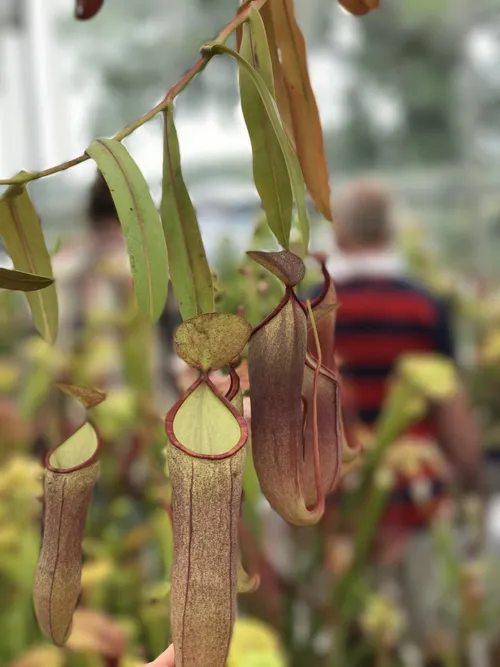 48. Nepenthes sanguinea again, trying out portrait mode on the iPhone 7 Plus...