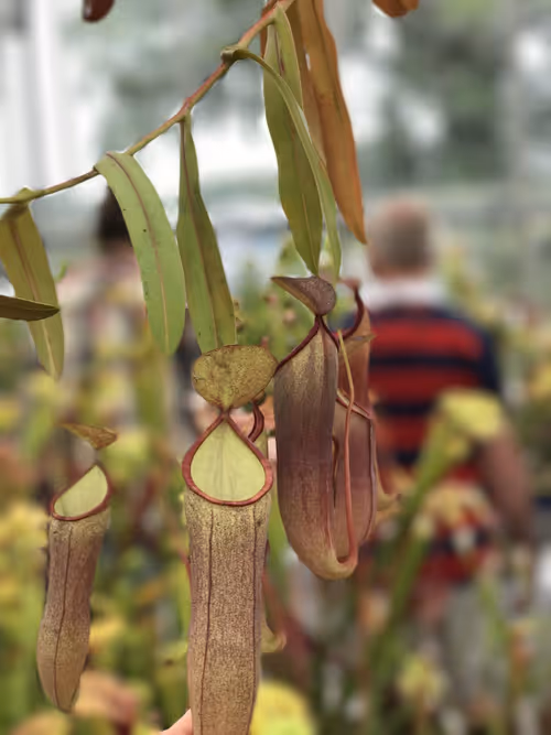 48. Nepenthes sanguinea again, trying out portrait mode on the iPhone 7 Plus