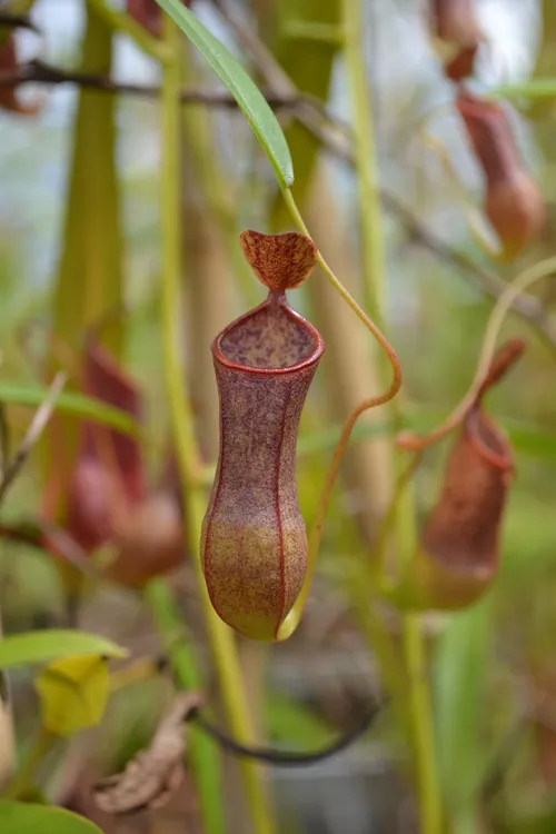 48. Nepenthes tobaica (Dolok Sanggul)