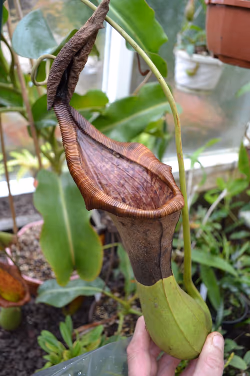 49. A old, browning pitcher of N. truncata x lowii - these were the exact opposite of N. hamata, tough and sturdy, almost like wood