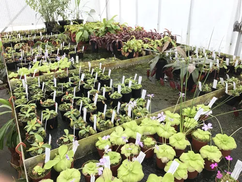 49. Entering the main Nepenthes greenhouse, you can see that the tropical pitcher plants share this space with Mexican butterworts.