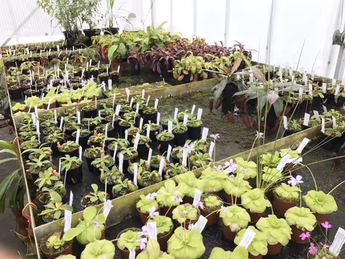 49. Entering the main Nepenthes greenhouse, you can see that the tropical pitcher plants share this space with Mexican butterworts
