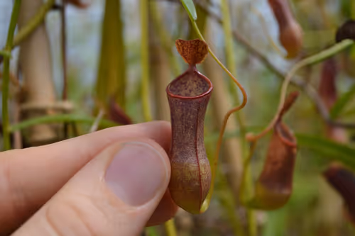 49. Nepenthes tobaica again, with my hand for scale