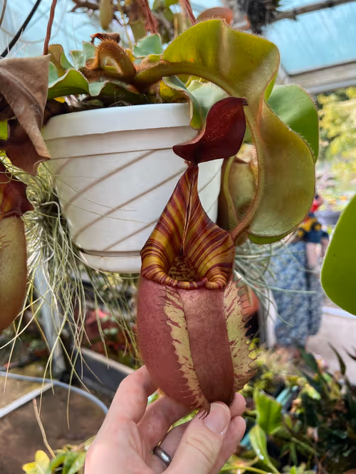 49. Nepenthes veitchii "Candy" x "Yamada"