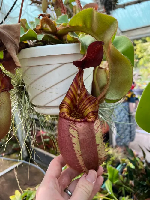 49. Nepenthes veitchii "Candy" x "Yamada"