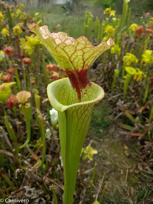 5. Sarracenia leucophyla (AJ01) x S. flava var ornata (Gulf Coast).