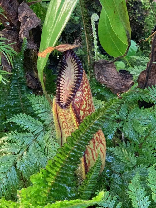 50. A lower pitcher of Nepenthes hamata. These were growing right down by the ground and seemed to be growing happily with very little light