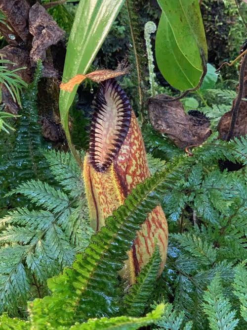 50. A lower pitcher of Nepenthes hamata. These were growing right down by the ground and seemed to be growing happily with very little light