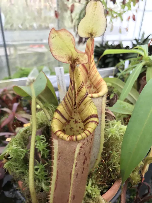 50. N. hurrelliana x veitchii, with a lovely striped peristome.