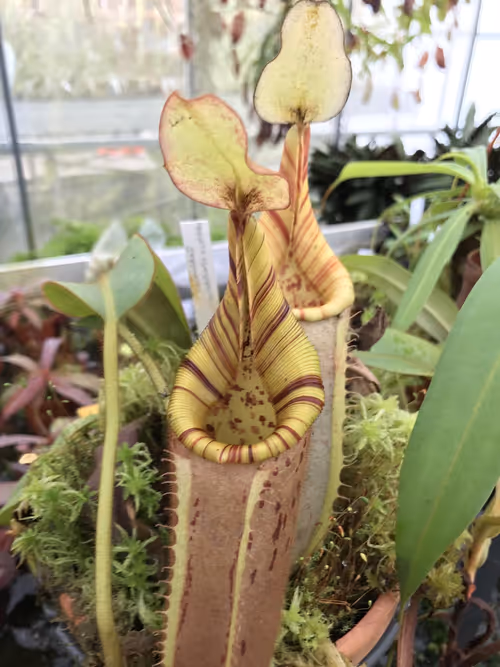50. N. hurrelliana x veitchii, with a lovely striped peristome