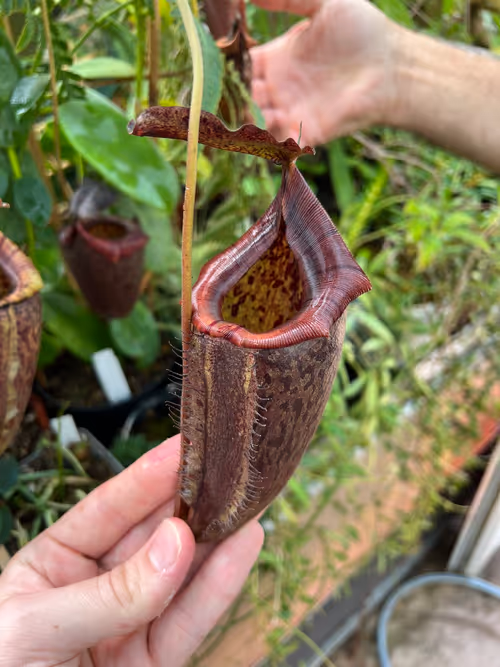 50. Nepenthes maxima x tenuis - an awesome cross! I"d like to grow this one myself one day
