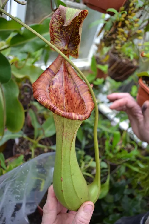 50. The mouth of this N. truncata x lowii pitcher was huge.