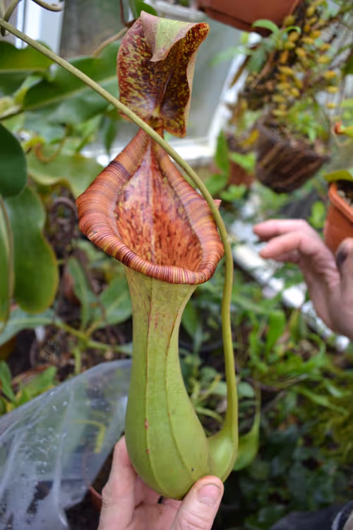 50. The mouth of this N. truncata x lowii pitcher was huge