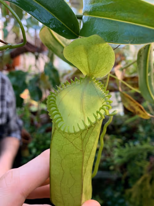 51. A very large N. hamata upper pitcher